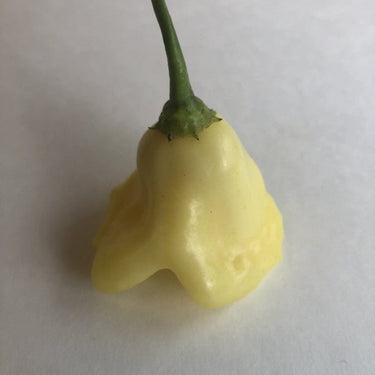 Aji White Fantasy - Seeds - The Pepper Pantry (Formerly Marie Sharp's)